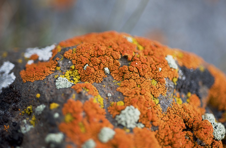 Orange alger på sten